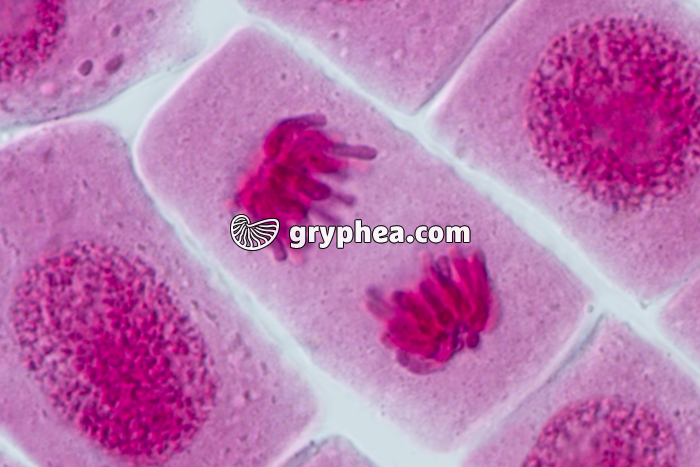 Mitose racine d'Ail TELOPHASE x640 - gryphea.com